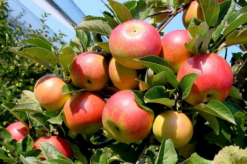 Äpfel