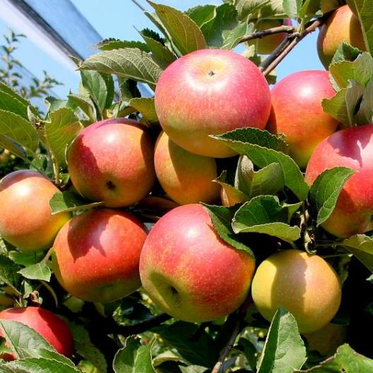 Äpfel